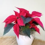 Product_Poinsettia Jr.IMG-0672.jpg