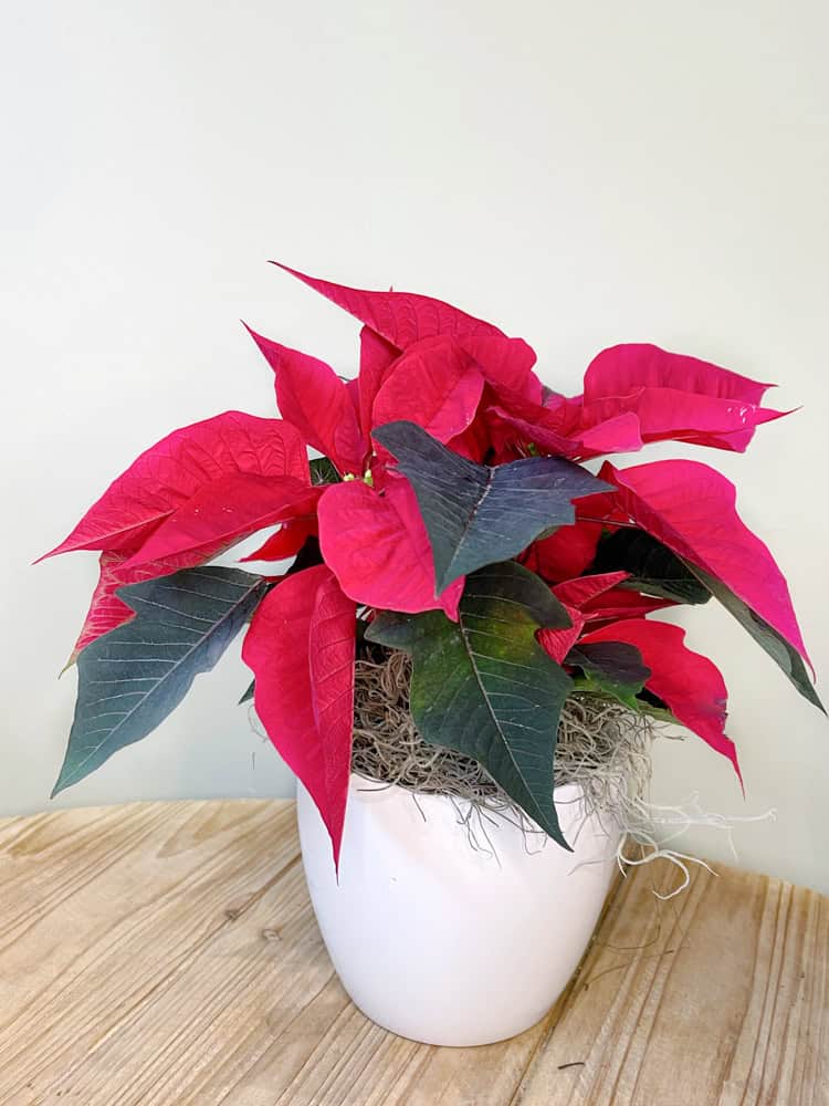 Product_Poinsettia Jr.IMG-0672.jpg