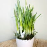 Product_Paperwhites_IMG-0726.jpg