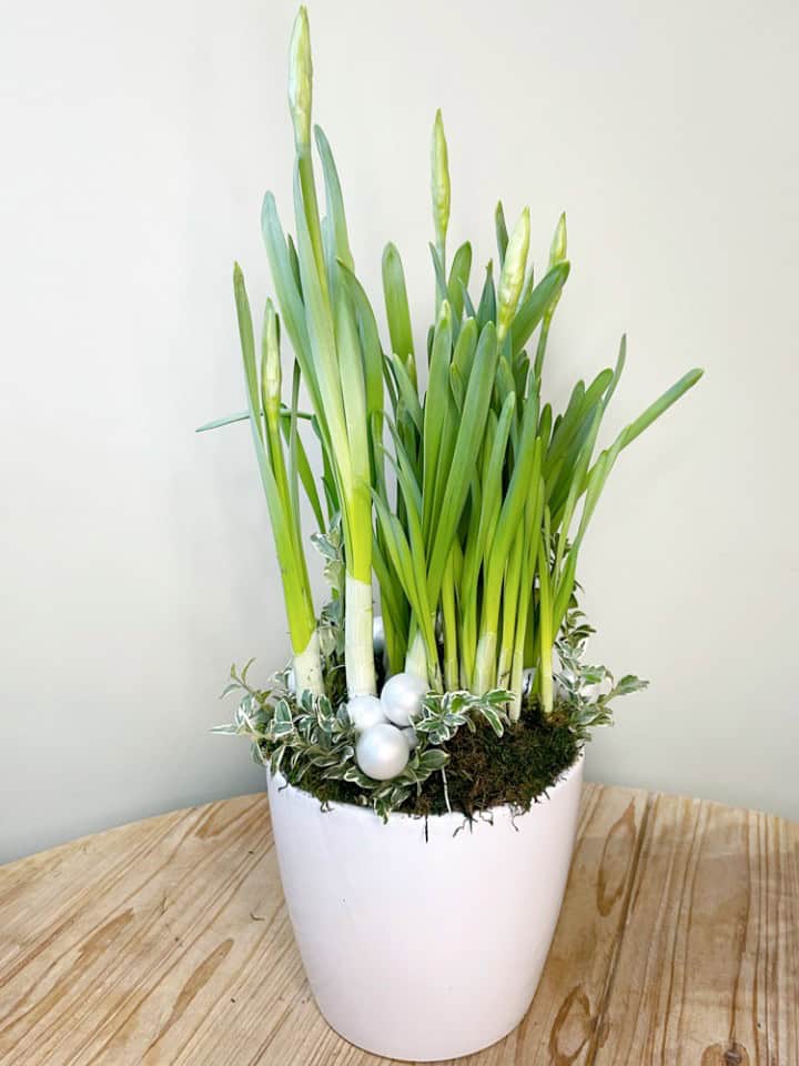 Product_Paperwhites_IMG-0726.jpg