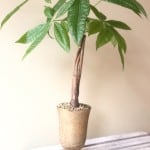 Product_Money Tree_IMG-4930.jpg