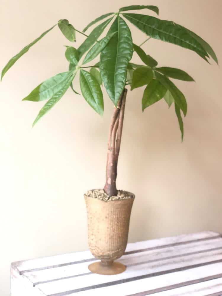 Product_Money Tree_IMG-4930.jpg