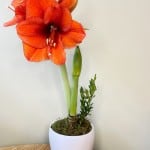 Product_Amaryllis Potted_IMG-0678.jpg