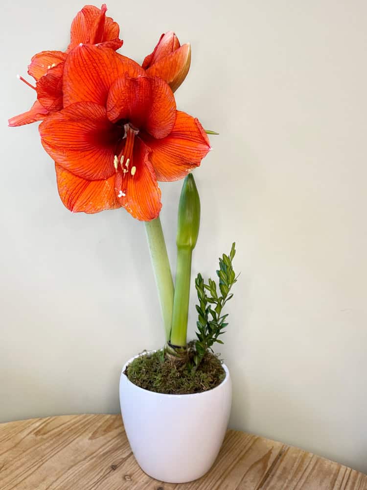 Product_Amaryllis Potted_IMG-0678.jpg