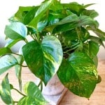 Product_Golden Pothos_IMG-0938.jpg