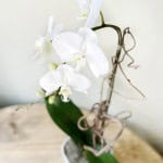 Product_Phalaenopsis Cascade_IMG-4281.jpg