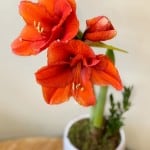 Product_Amaryllis Potted_IMG-0679.jpg