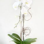 Product_Phalaenopsis Cascade_IMG-4284.jpg