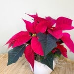 Product_Poinsettia Jr.IMG-0673.jpg