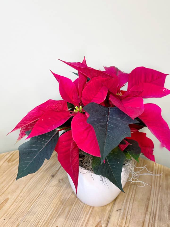 Product_Poinsettia Jr.IMG-0673.jpg