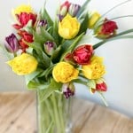 Product_Tulip Carnival_IMG-2545.jpg