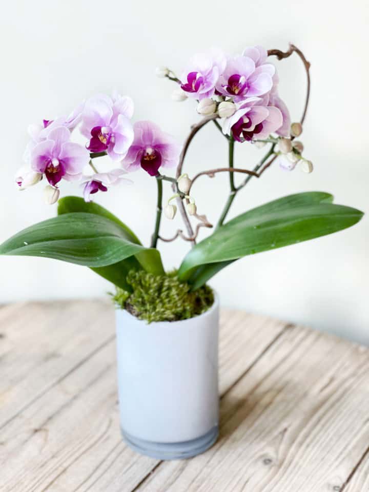 Product_Orchid Multiflora_.jpg