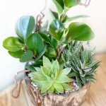 Product_Industrial Succulents_IMG-3071.jpg