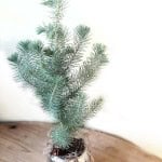 Product_Baby Pine_IMG-7735.jpg