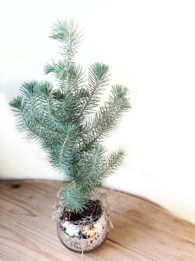 Product_Baby Pine_IMG-7735.jpg