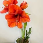 Product_Amaryllis Potted_IMG-0677.jpg