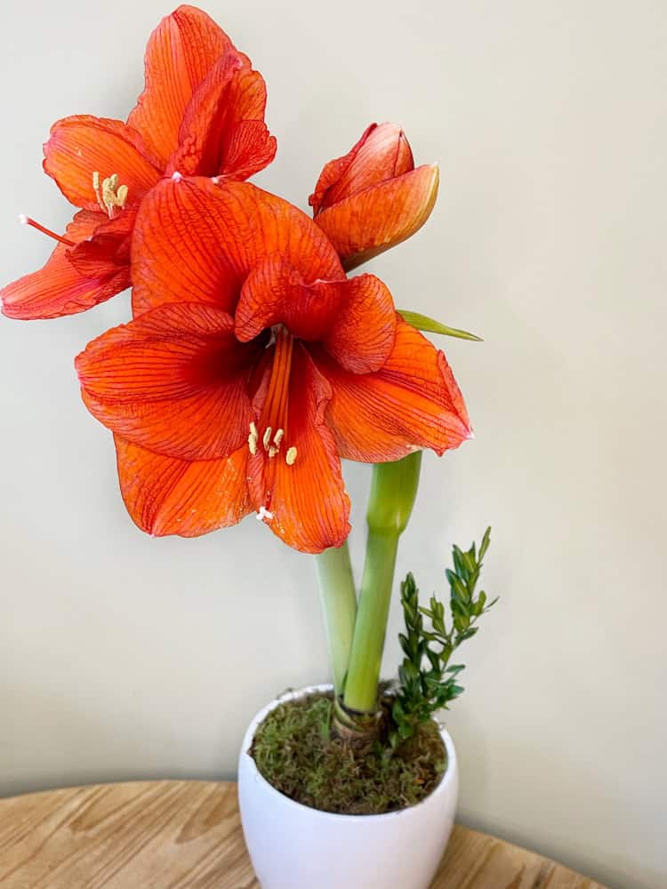 Product_Amaryllis Potted_IMG-0677.jpg