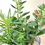 Product_Sleek Succulents_IMG-1836.jpg