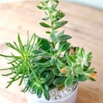 Product_Sleek Succulents_IMG-1833.jpg