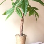 Product_Money Tree_IMG-4929.jpg