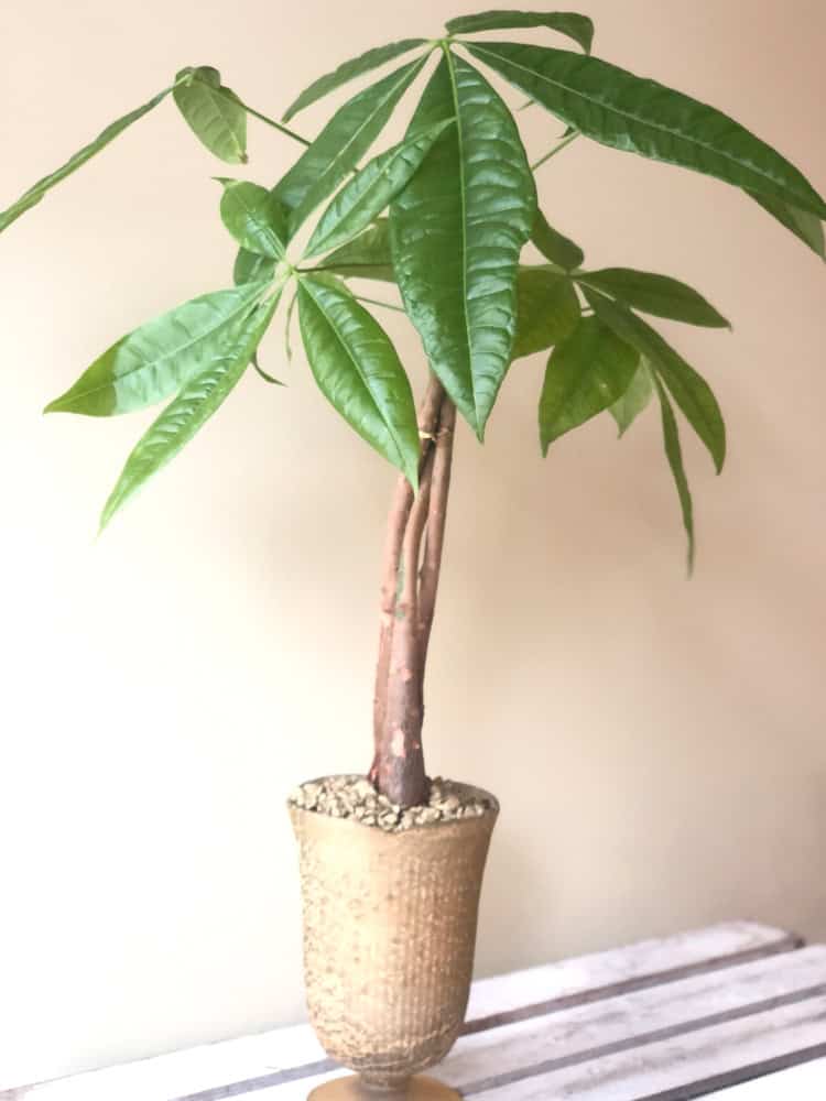 Product_Money Tree_IMG-4929.jpg