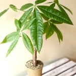 Product_Money Tree_IMG-4931.jpg