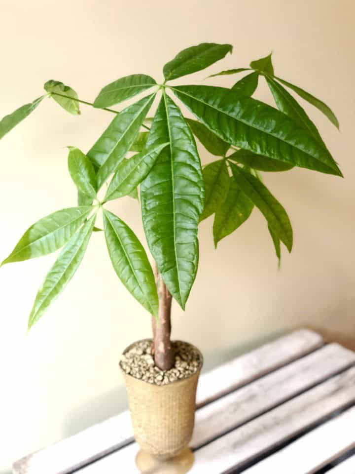 Product_Money Tree_IMG-4931.jpg