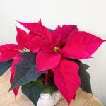 Product_Poinsettia Jr._IMG-0670.jpg