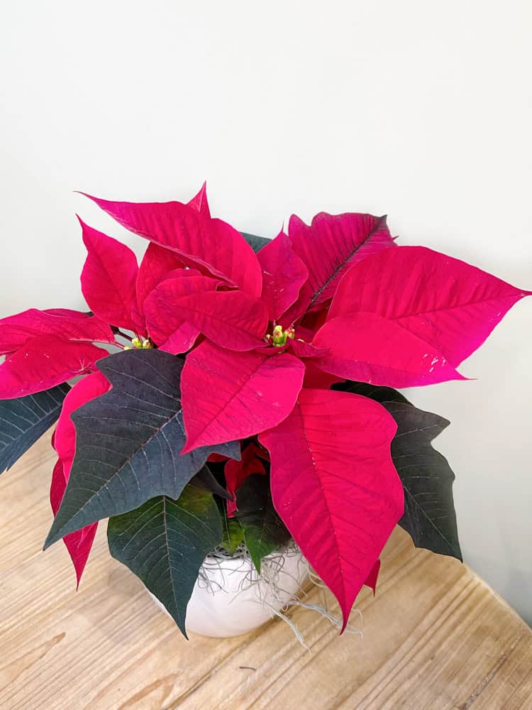 Product_Poinsettia Jr._IMG-0670.jpg