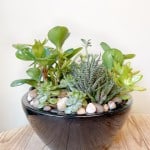 Product_Modern Succulents_IMG-3073.jpg