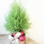 Product_Cypress Tree_IMG-7742.jpg