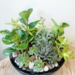 Product_Modern Succulents_IMG-3074.jpg