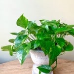 Product_Golden Pothos_IMG-0941.jpg