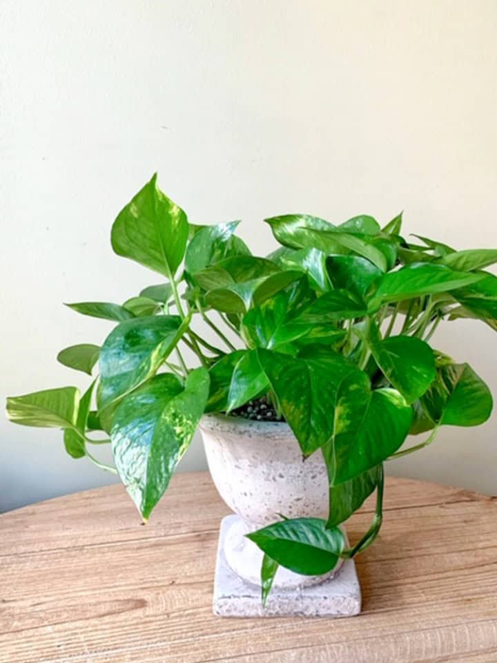 Product_Golden Pothos_IMG-0941.jpg