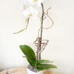 Product_Phalaenopsis Cascade_IMG-4279.jpg