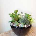 Product_Modern Succulents_IMG-3084.jpg