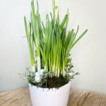 Product_Paperwhites_IMG-0723.jpg