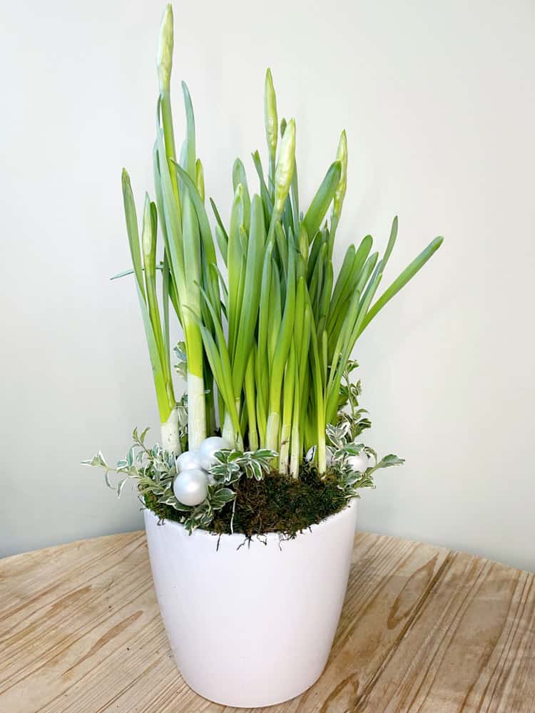 Product_Paperwhites_IMG-0723.jpg