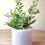 Product_Sleek Succulents_IMG-1832.jpg