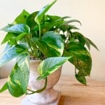 Product_Golden Pothos_IMG-0939.jpg