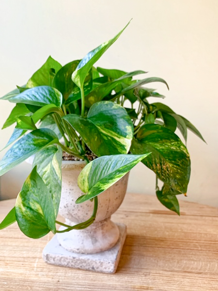 Product_Golden Pothos_IMG-0939.jpg