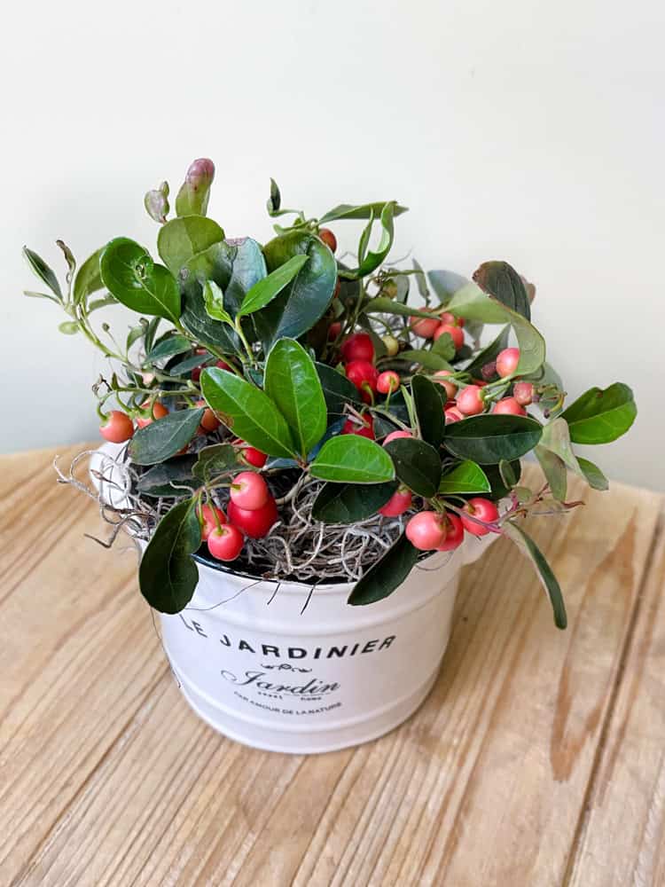 Product_Winterberry_IMG-0594.jpg