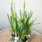 Product_Paperwhites_IMG-0727.jpg