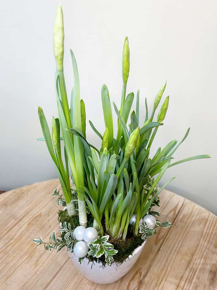 Product_Paperwhites_IMG-0727.jpg