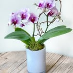 Product_Orchid Multiflora_IMG-0417.jpg